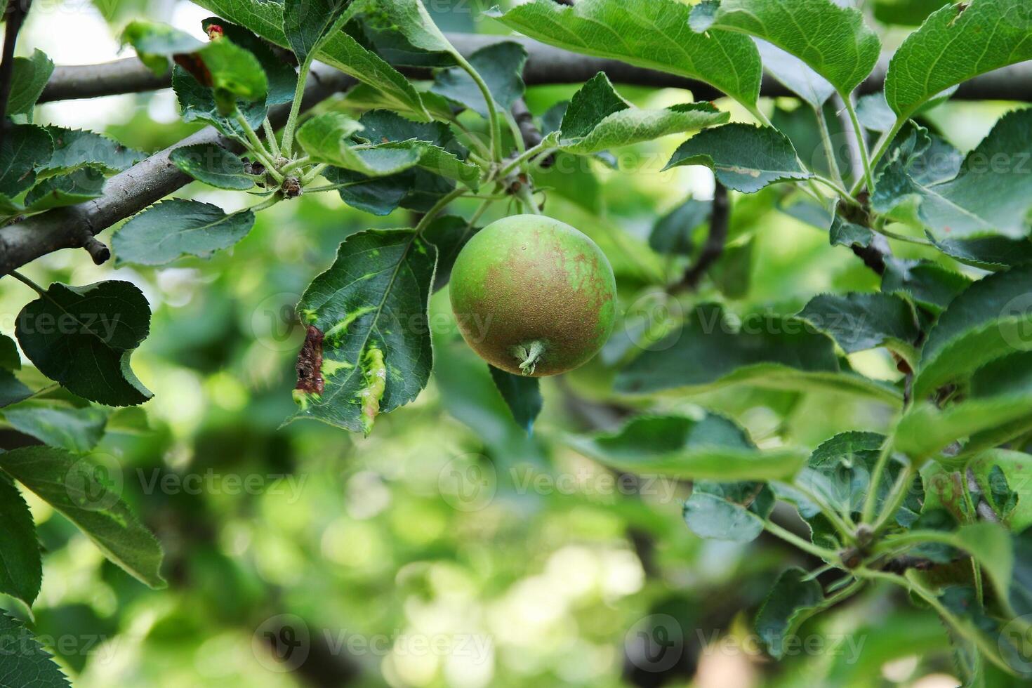 Ripening apples on apple tree branch on warm summer day. Harvesting ripe fruits in an apple orchard. Growing own fruits and vegetables in a homestead. photo