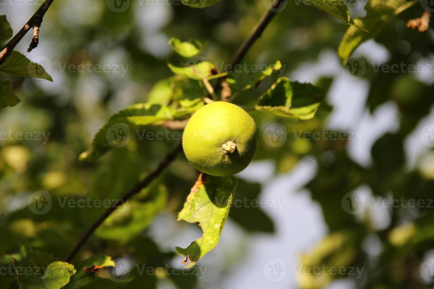 Ripening apples on apple tree branch on warm summer day. Harvesting ripe fruits in an apple orchard. Growing own fruits and vegetables in a homestead. photo