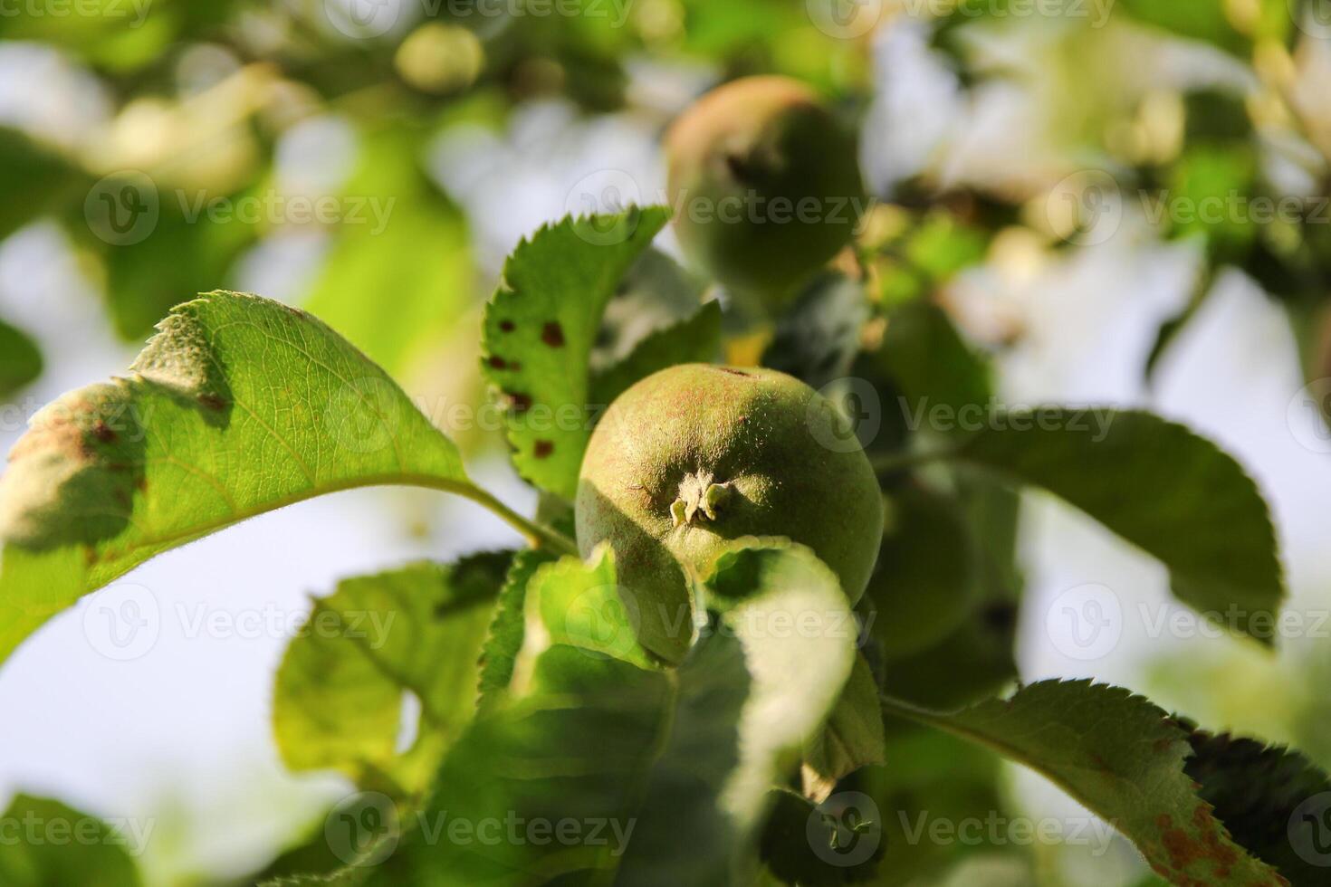 Ripening apples on apple tree branch on warm summer day. Harvesting ripe fruits in an apple orchard. Growing own fruits and vegetables in a homestead. photo