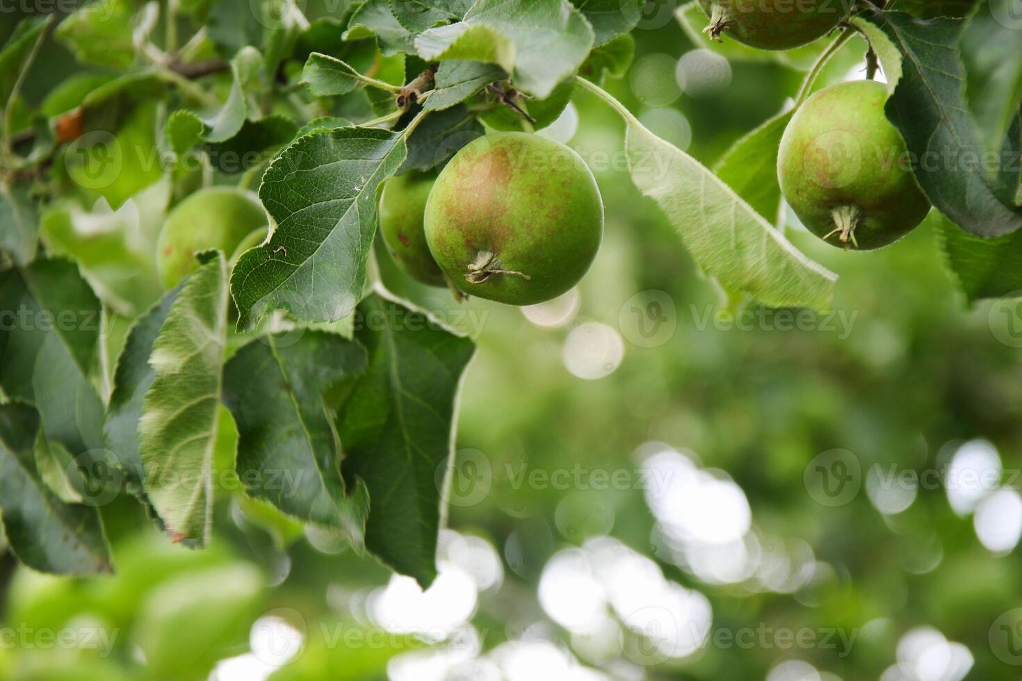 Ripening apples on apple tree branch on warm summer day. Harvesting ripe fruits in an apple orchard. Growing own fruits and vegetables in a homestead. photo