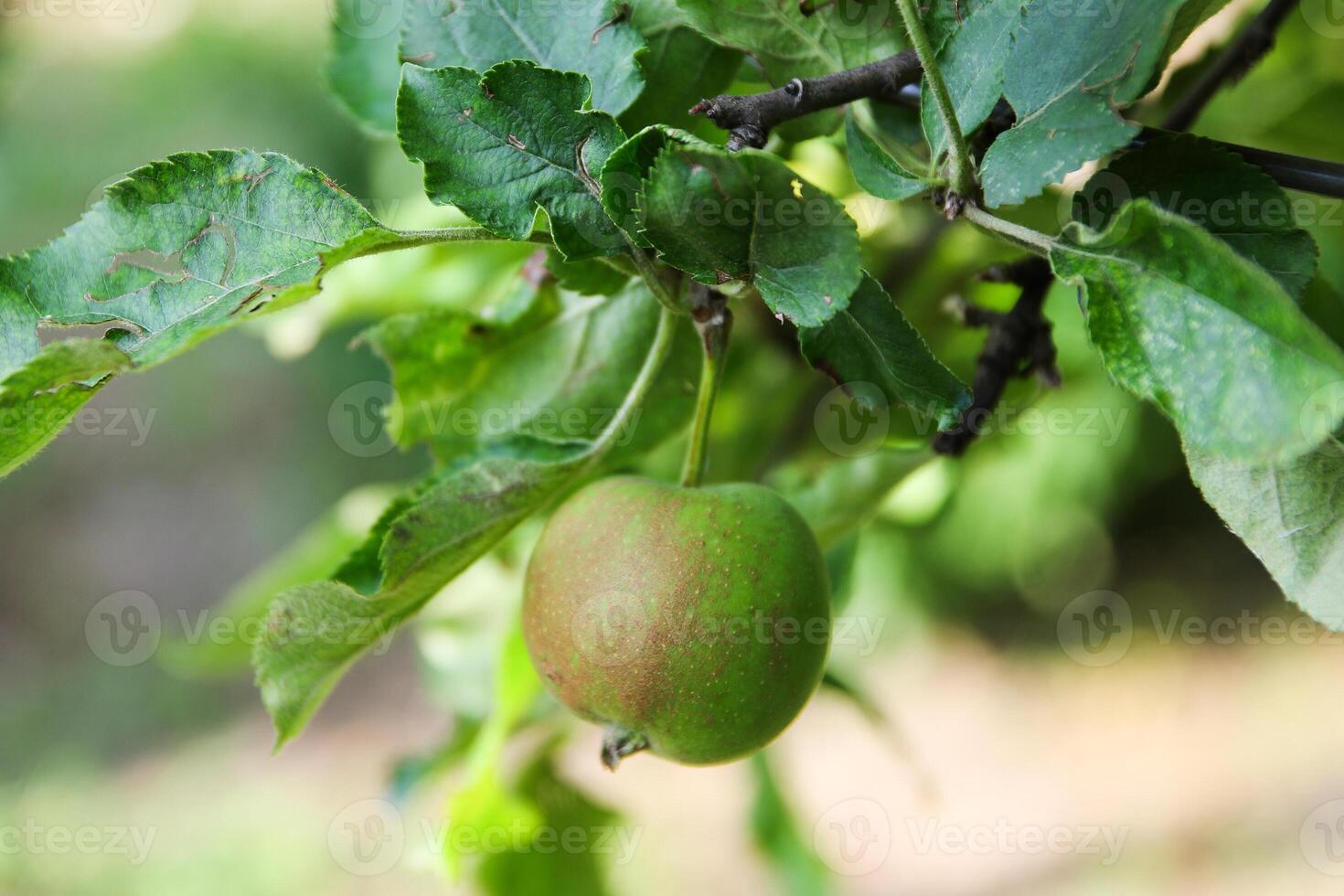 Ripening apples on apple tree branch on warm summer day. Harvesting ripe fruits in an apple orchard. Growing own fruits and vegetables in a homestead. photo