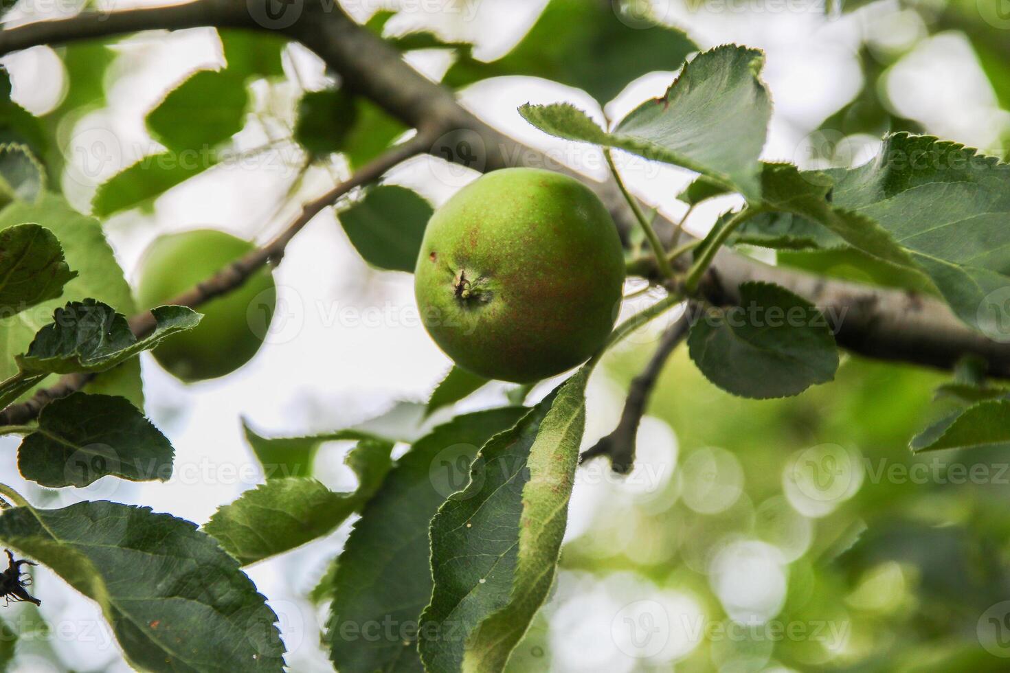 Ripening apples on apple tree branch on warm summer day. Harvesting ripe fruits in an apple orchard. Growing own fruits and vegetables in a homestead. photo