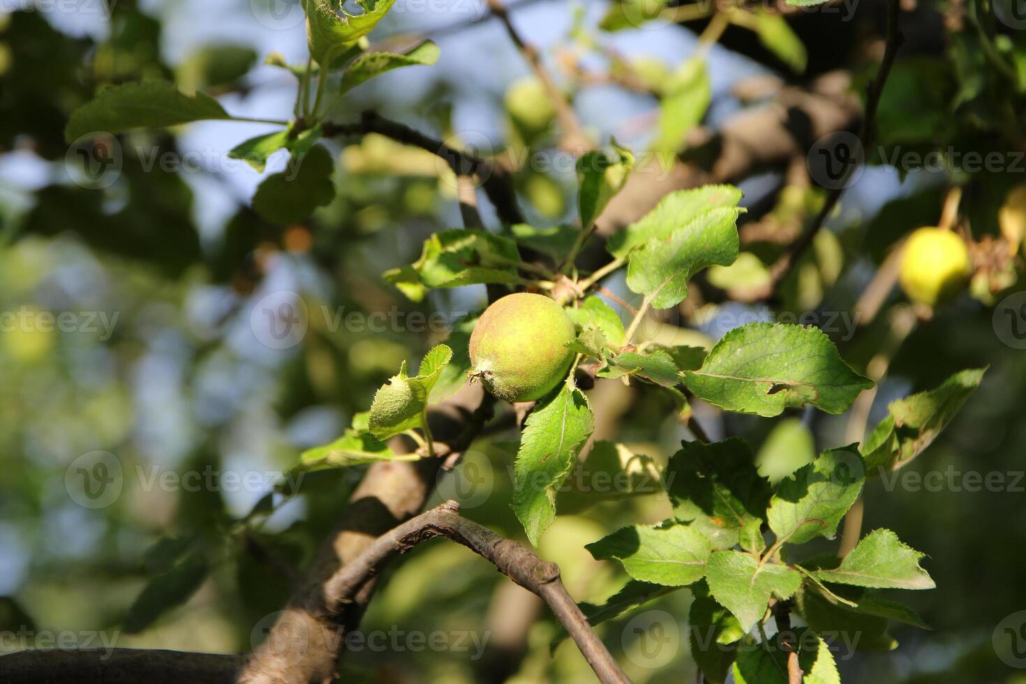 Ripening apples on apple tree branch on warm summer day. Harvesting ripe fruits in an apple orchard. Growing own fruits and vegetables in a homestead. photo