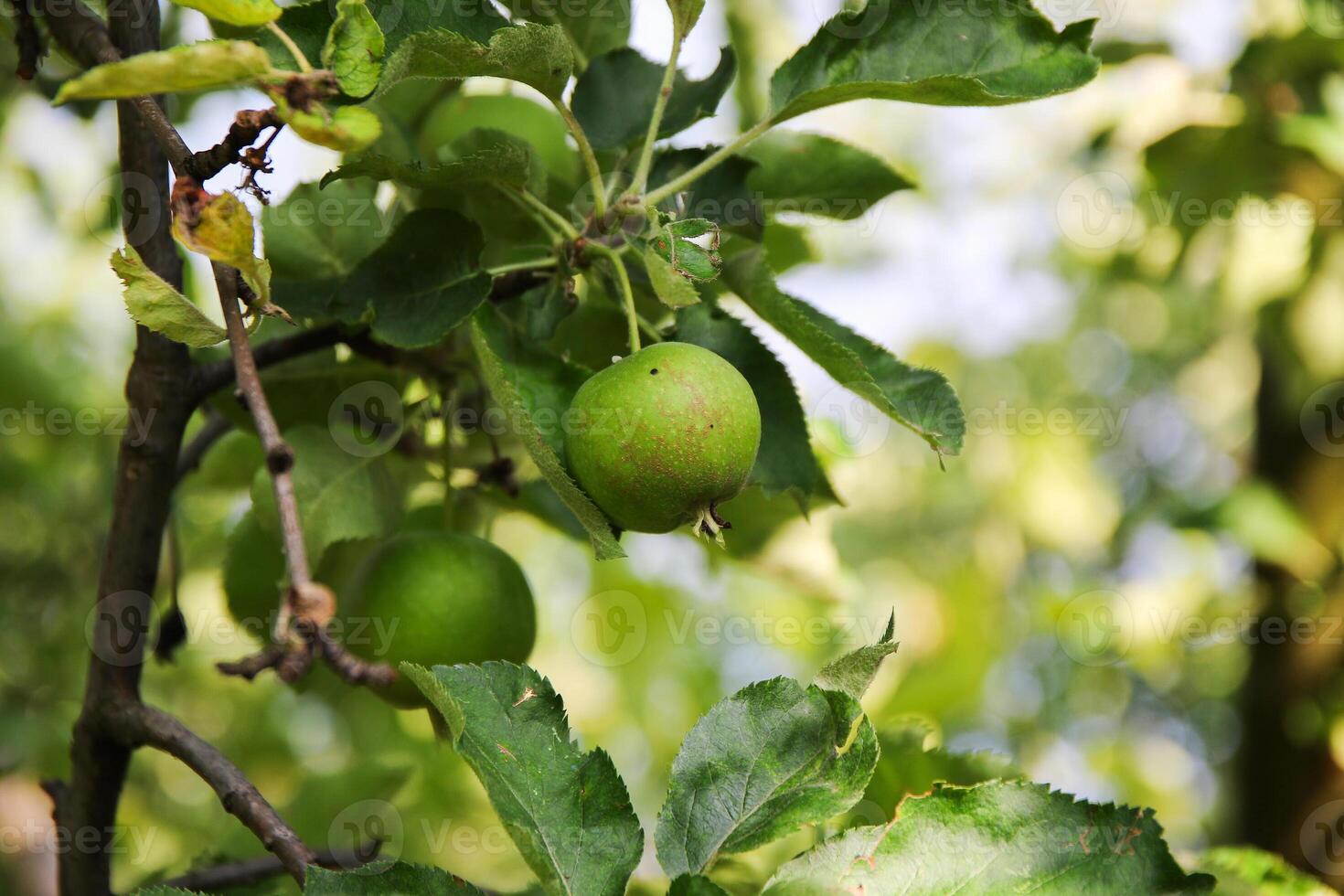 Ripening apples on apple tree branch on warm summer day. Harvesting ripe fruits in an apple orchard. Growing own fruits and vegetables in a homestead. photo