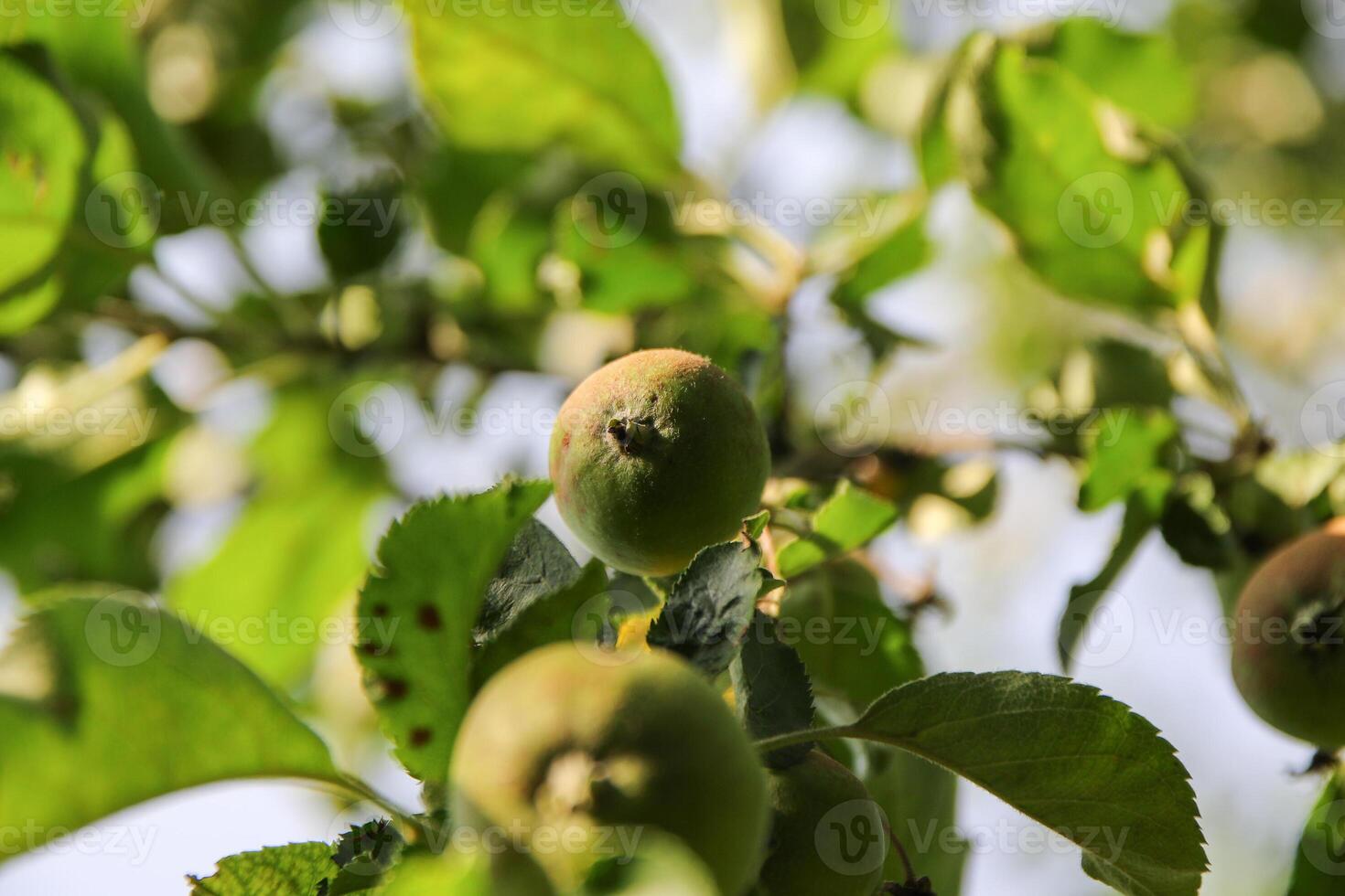 Ripening apples on apple tree branch on warm summer day. Harvesting ripe fruits in an apple orchard. Growing own fruits and vegetables in a homestead. photo