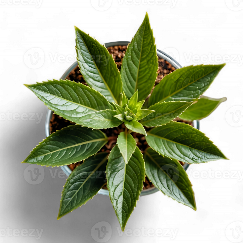 A plant with green leaves in a pot png