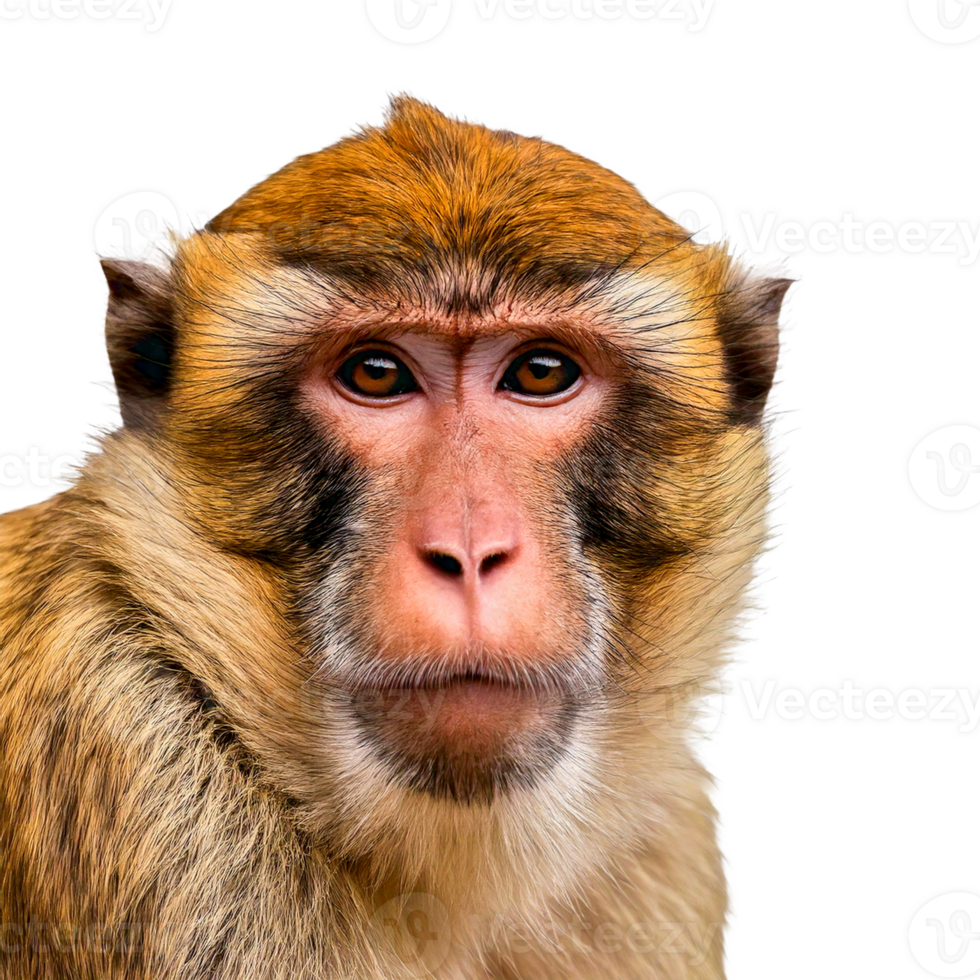 close up of a monkey png