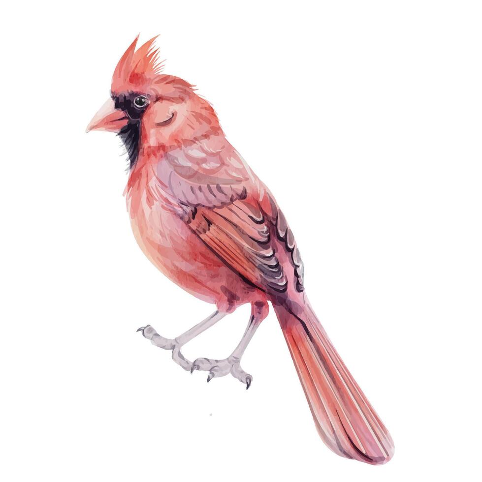 Watercolor Christmas bird red cardinal, isolated. Symbol of Christmas. Hand drawn illustration. clip art vector