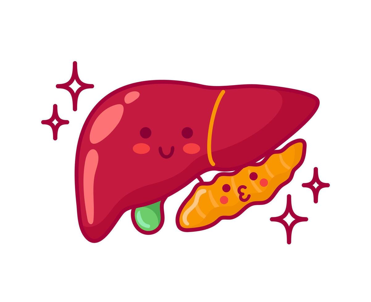 Liver, gall bladder and pancreas. Cute cartoon characters in kawaii style. Healthy organs, digestive system. illustration, flat style. For sticker, books, design. Medical brochure template. vector