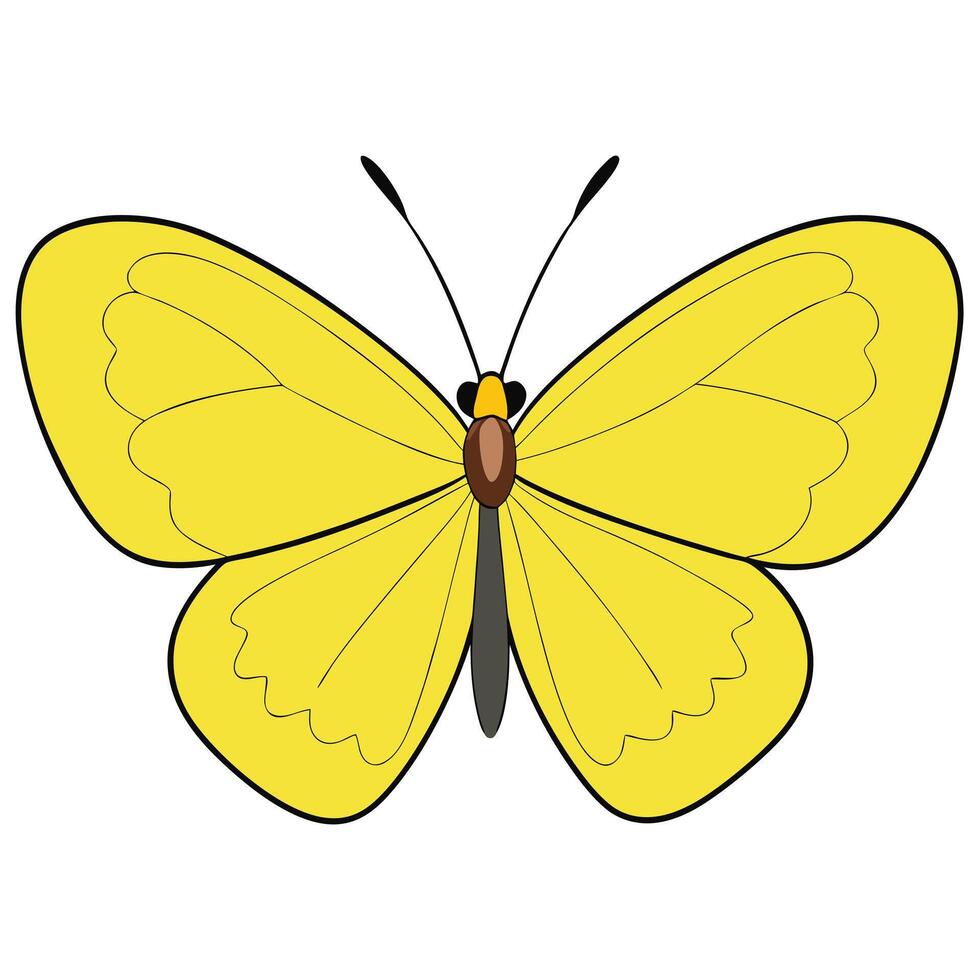A yellow butterfly with black wings on a white background vector