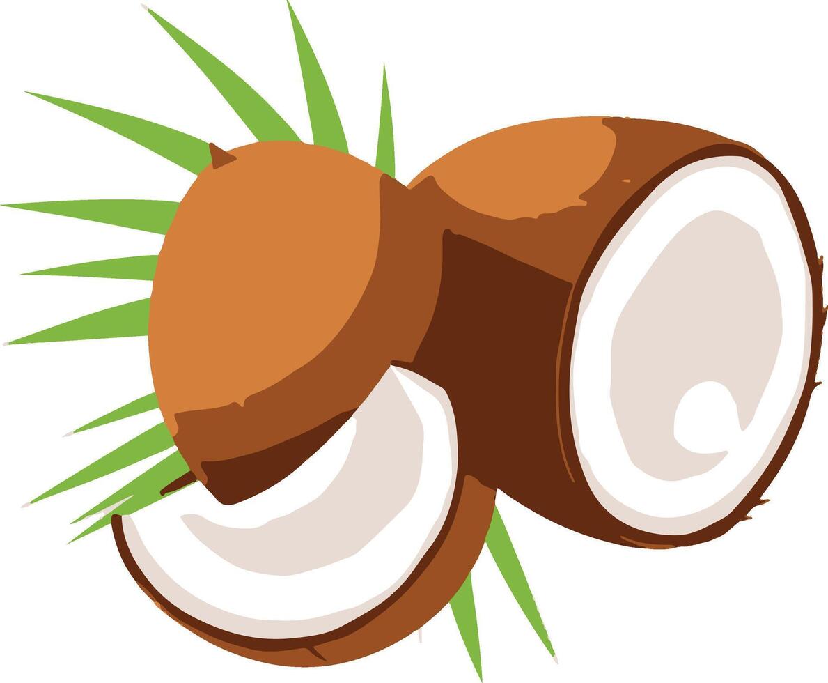 Coconut illustration healthy fruit vector