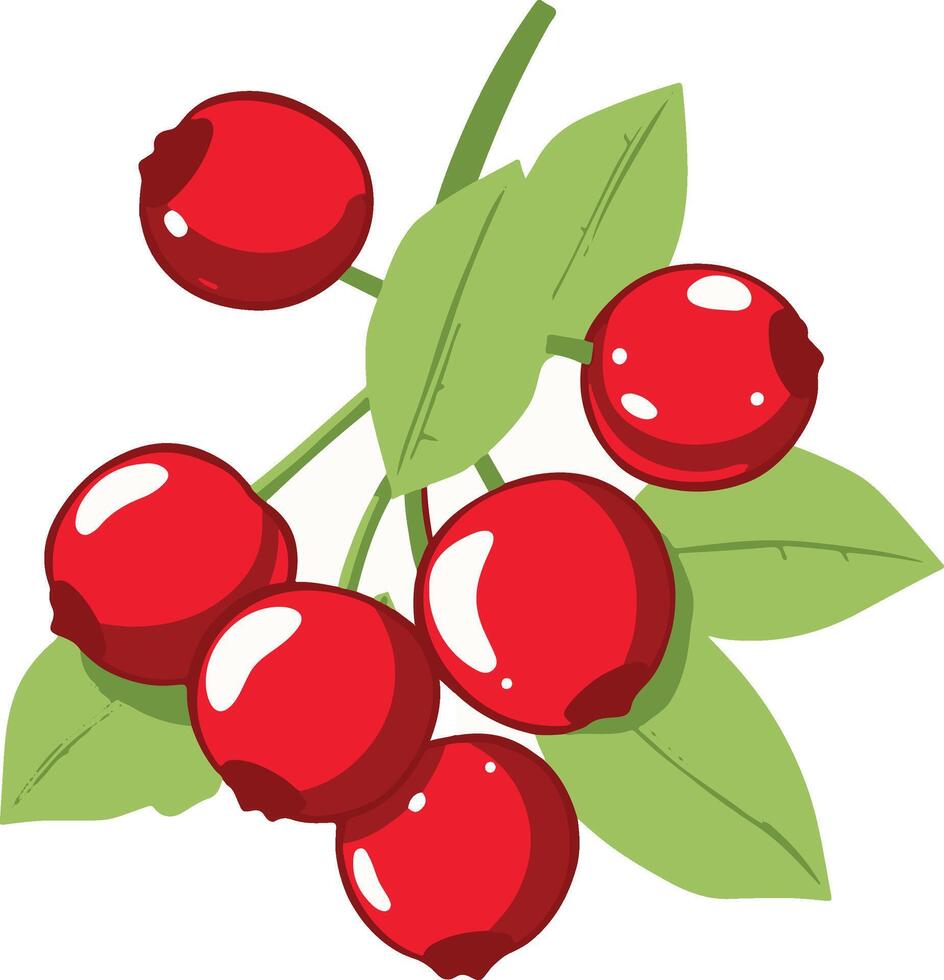 Cranberry illustration healthy fruit vector