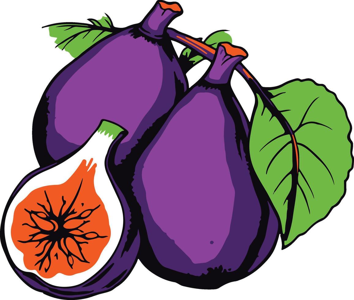 Fig illustration healthy fruit vector