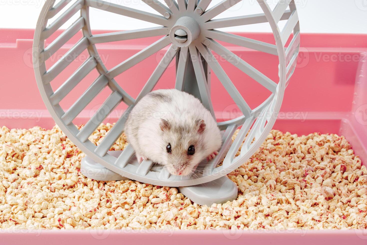 A playful hamster runs energetically on its wheel inside a bright, colorful cage photo