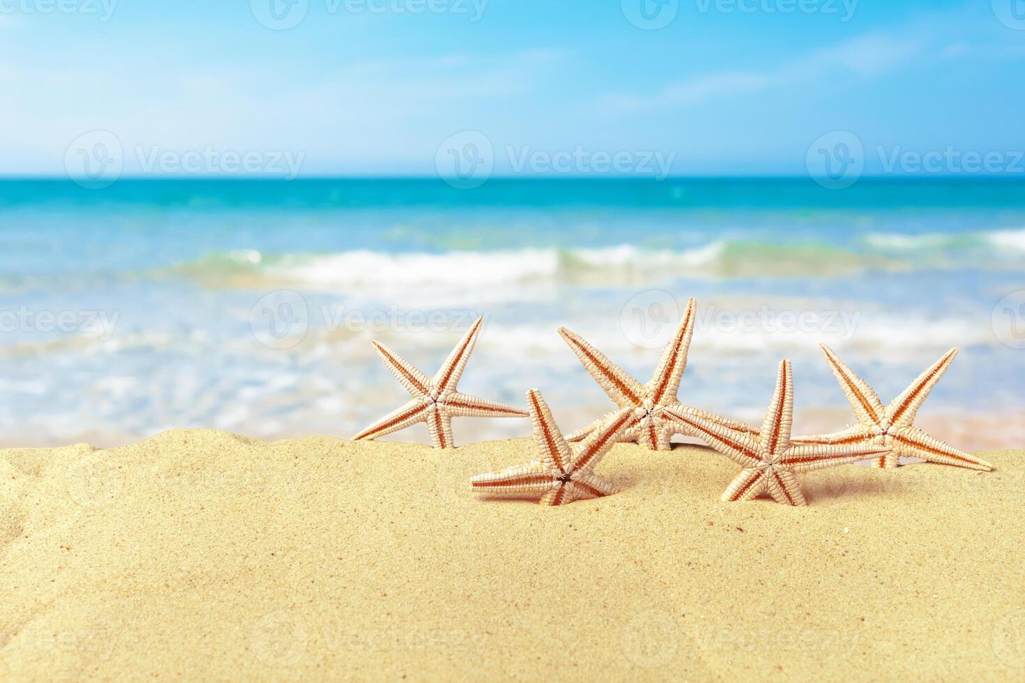 Seashell on the beach photo