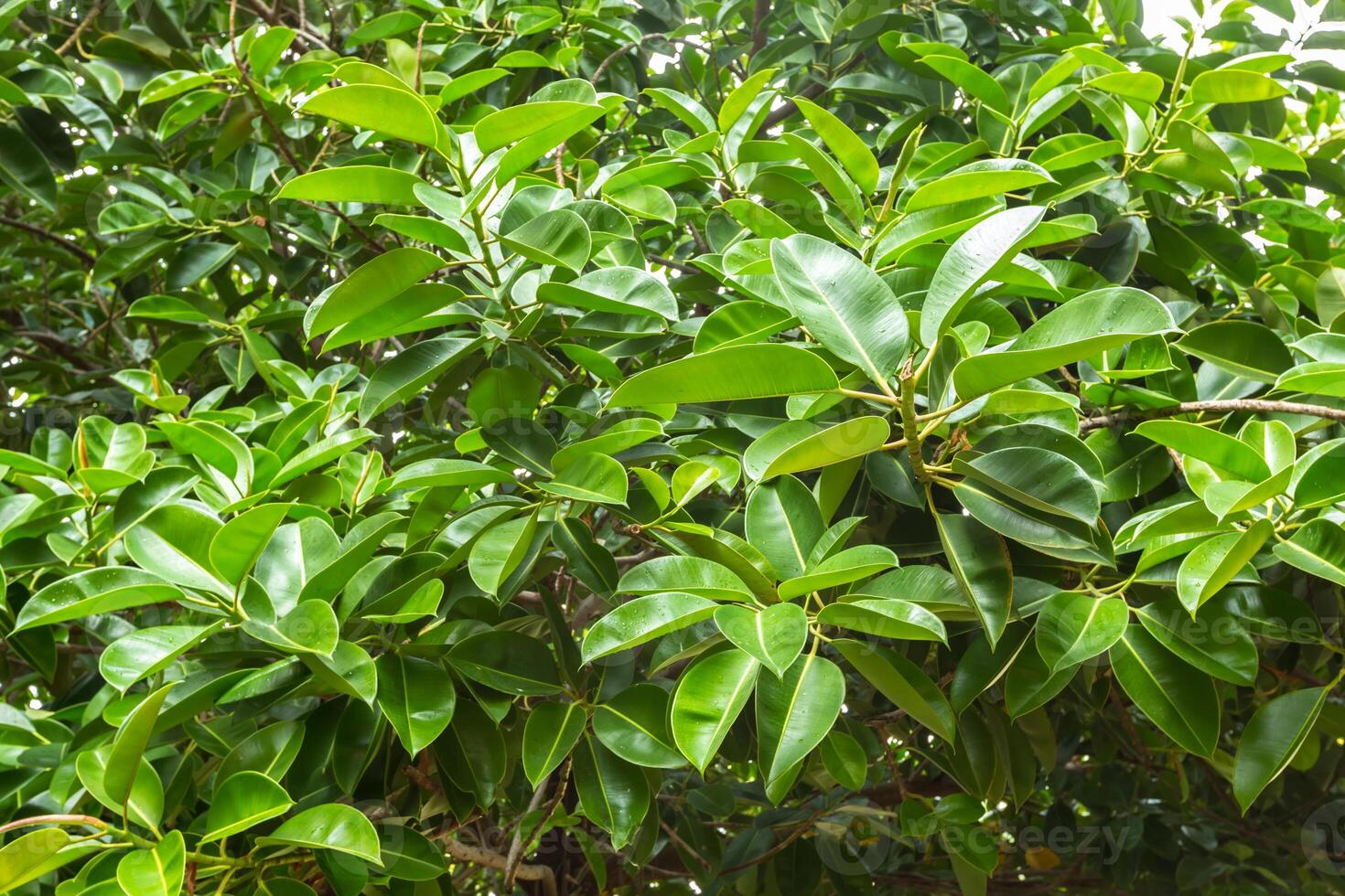 green bush texture photo