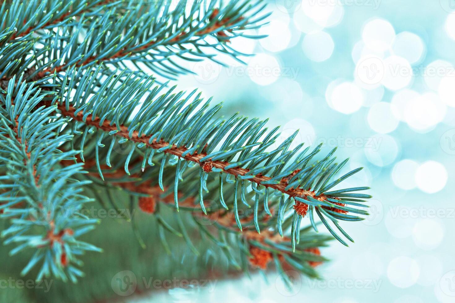 christmas tree light photo