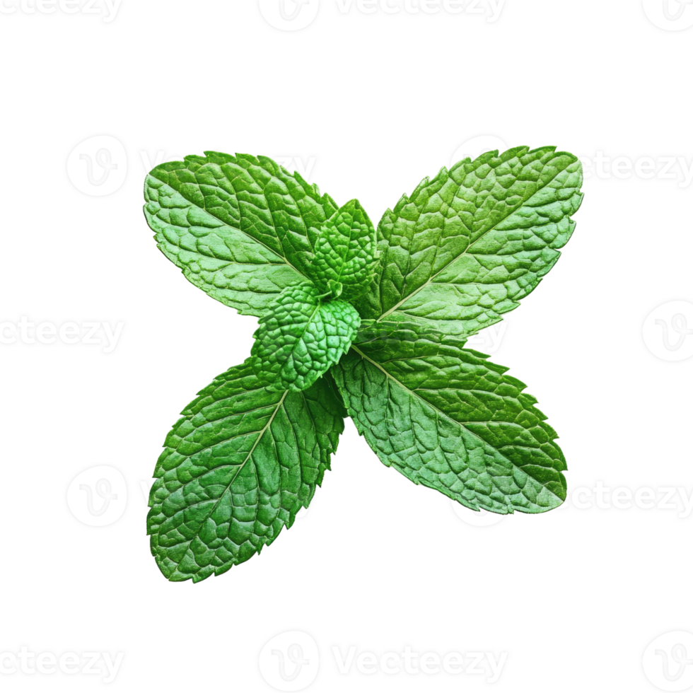 Mint leaves isolated on Transparent background, png