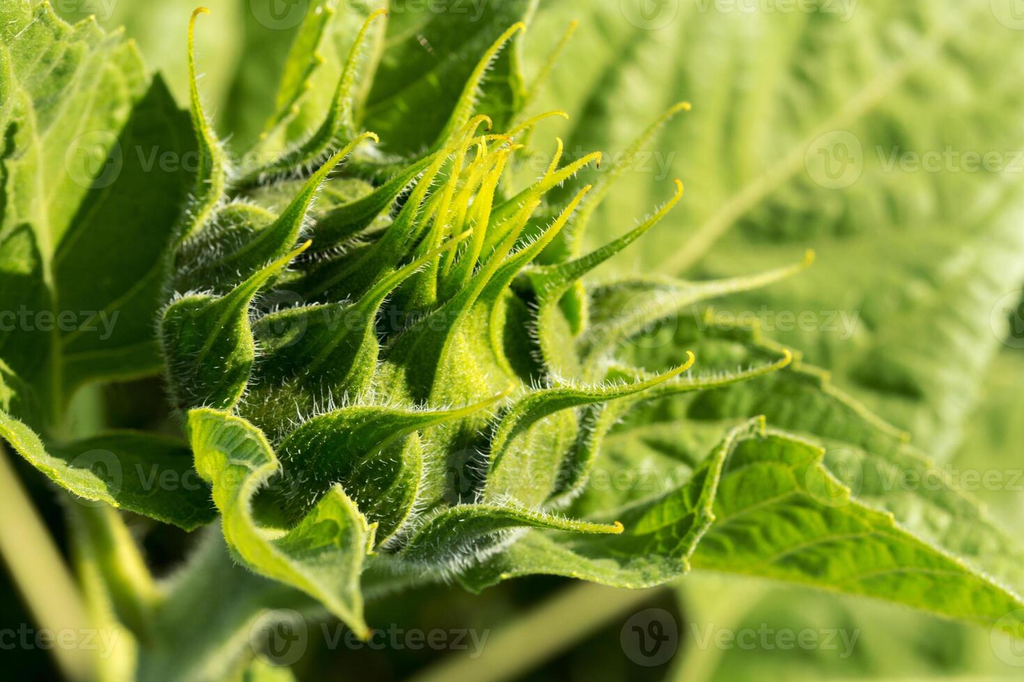 plant growing close up photo