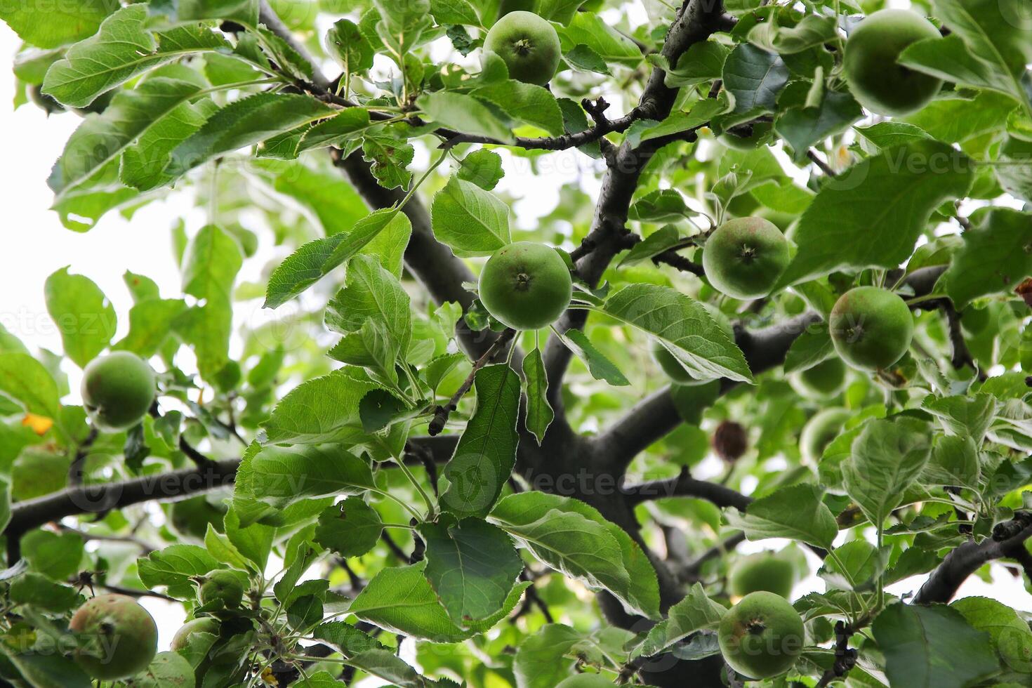 Ripening apples on apple tree branch on warm summer day. Harvesting ripe fruits in an apple orchard. Growing own fruits and vegetables in a homestead. photo