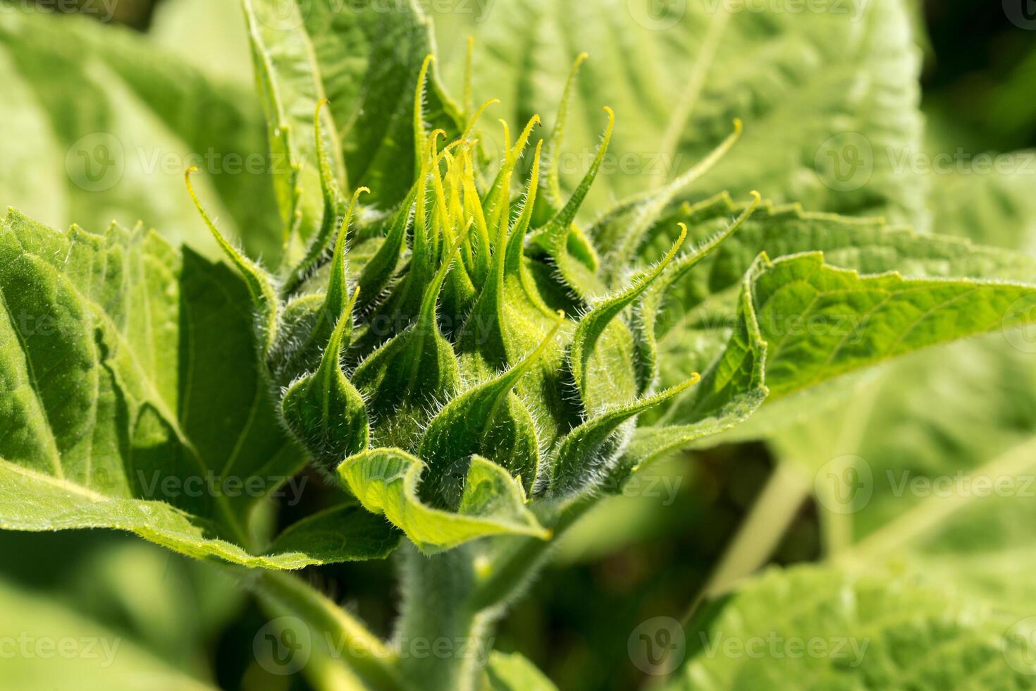 plant growing close up photo