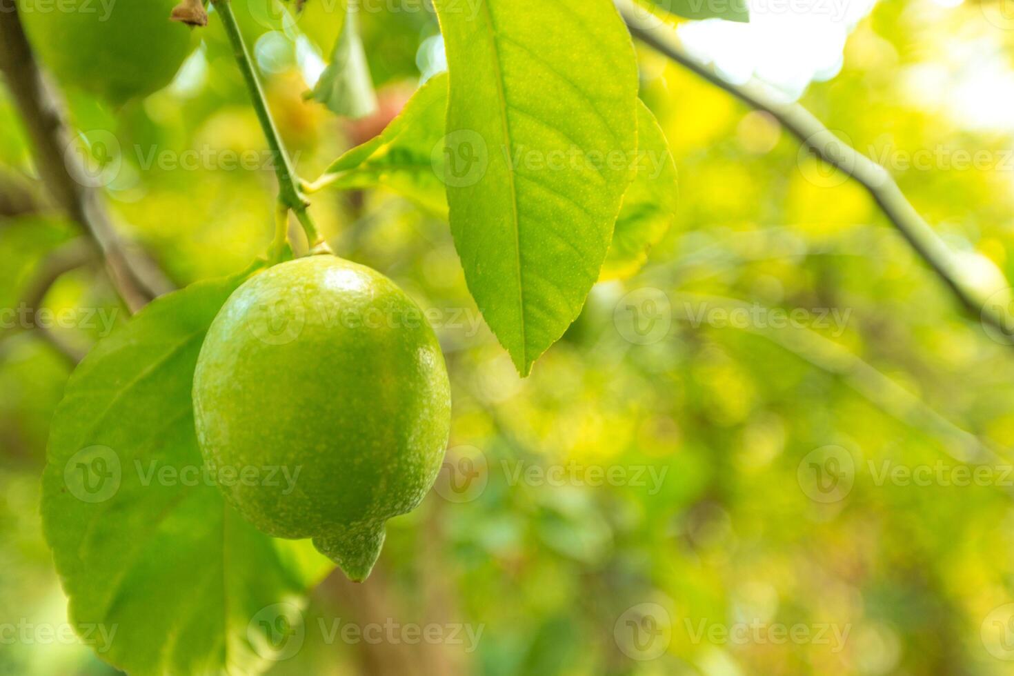 closeup of lemon on a tree photo