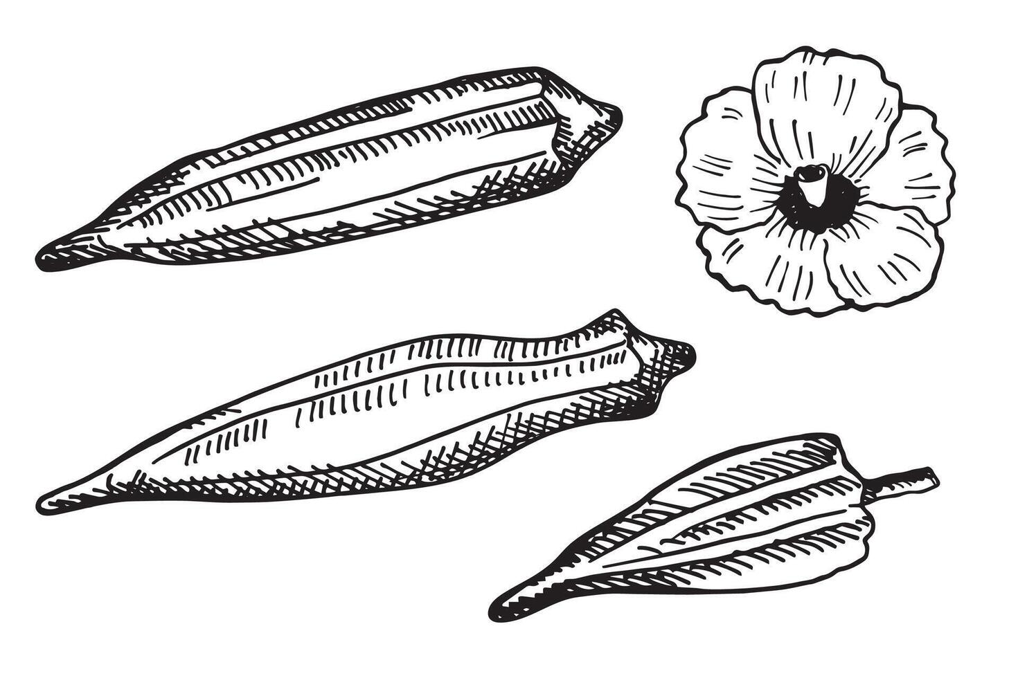 Engraved illustration of Okra root vegetable plant with fruits, flower. Hand drawn ink sketch with Gumbo vegetable, edible Abelmoschus. Food, Indian Pakistani cuisine. Design element for logo vector