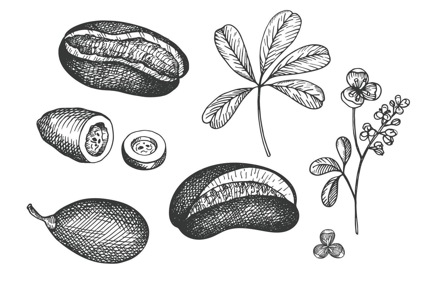 Set with engraved drawing of Acabia with fruits, seeds, branch, flowers. Hand drawn exotic Asian plant chocolate vine Akebia. Food, drink, ingredient. Design for label, sign, logo, wrapping vector