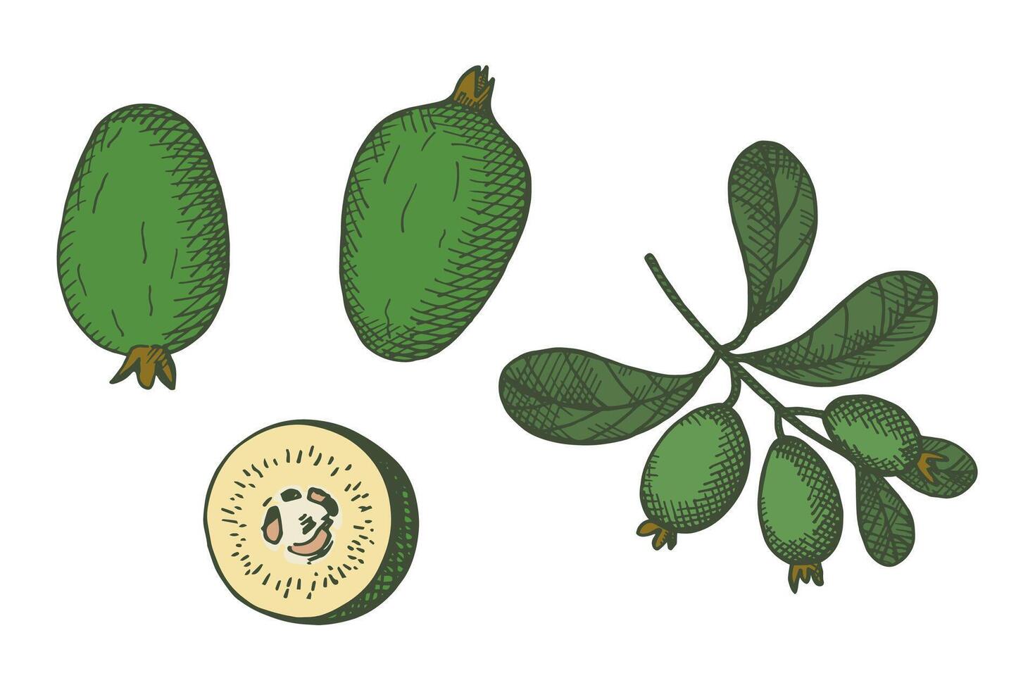Engraved coloured illustration of Feijoa plant. Hand drawn sketch with branch and fruits of tropical berry edible feijoa. Food, dessert. Design element for label, wrapping, sign, card, logo vector