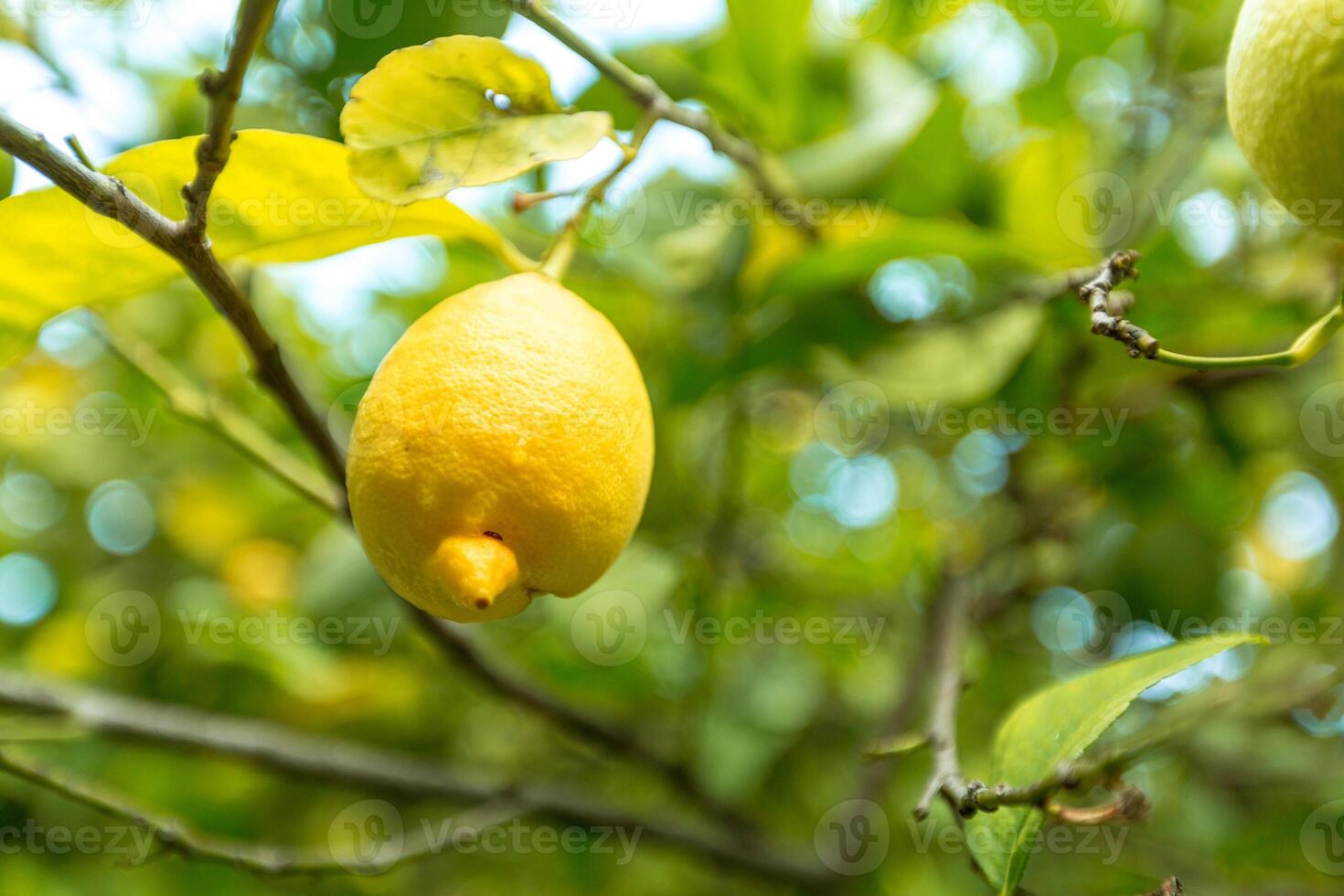 closeup of lemon on a tree photo