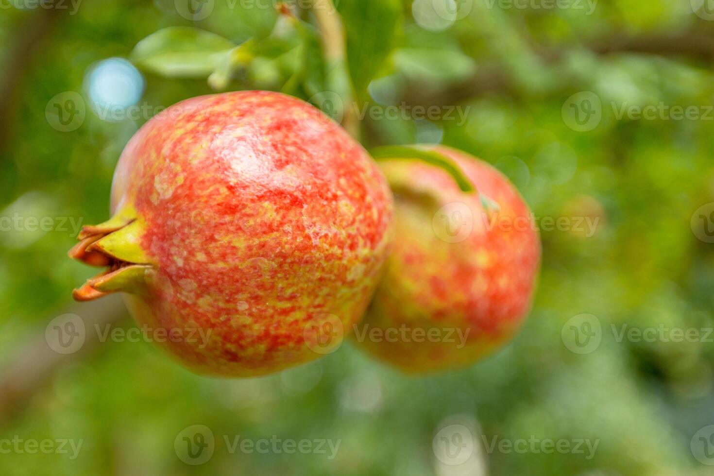 ripe pomegranate on the tree photo
