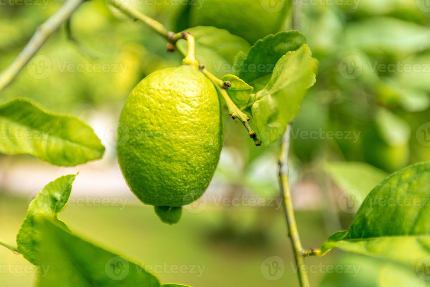 closeup of lemon on a tree photo