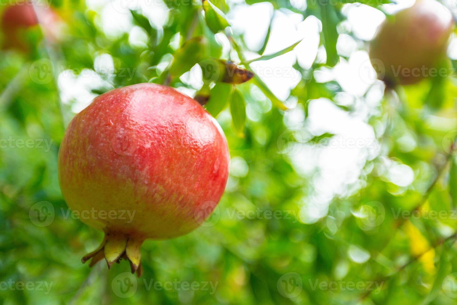 ripe pomegranate on the tree photo