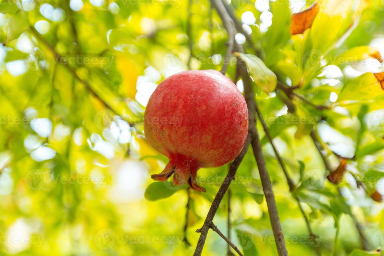 ripe pomegranate on the tree photo