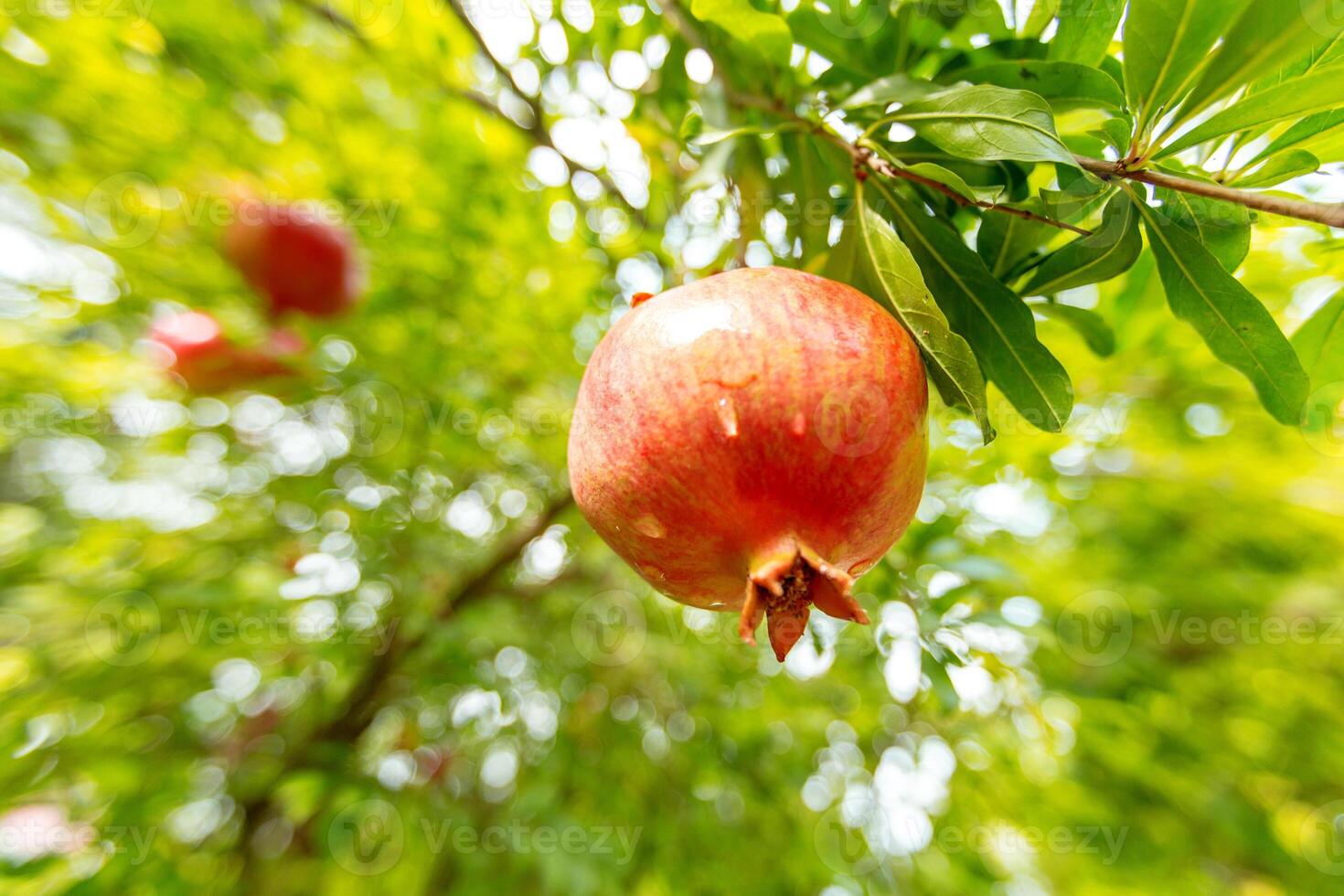 ripe pomegranate on the tree photo