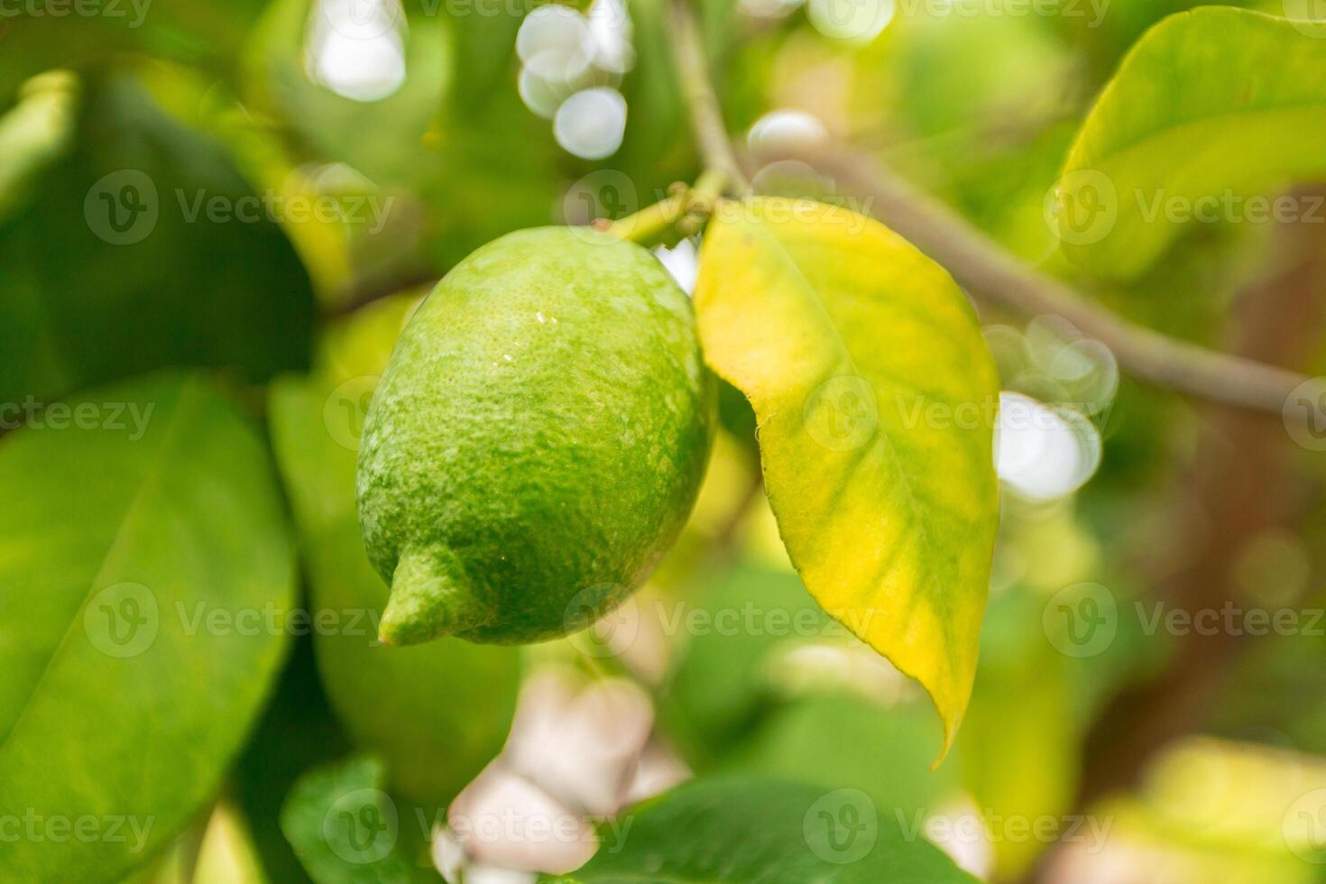 closeup of lemon on a tree photo
