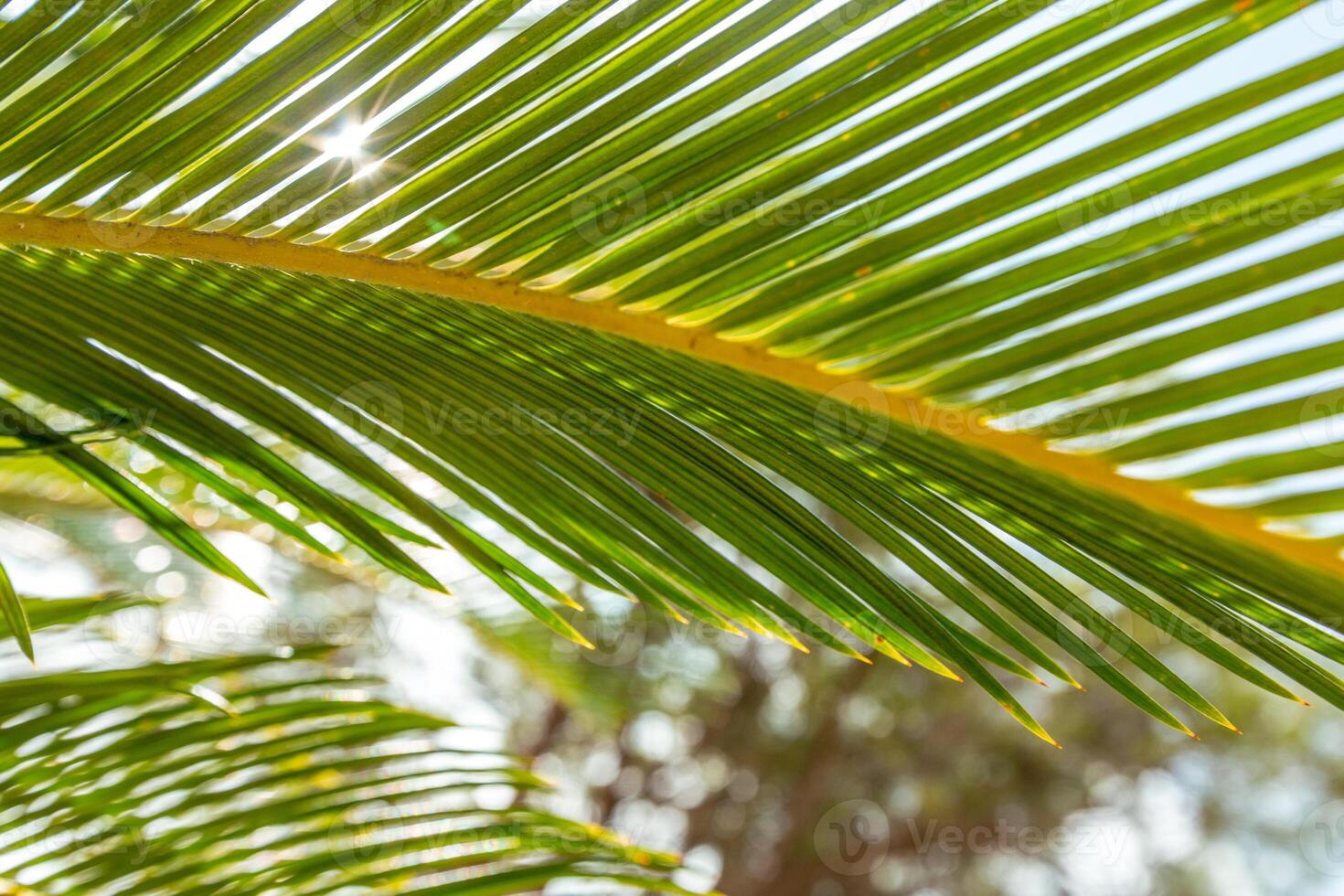 Palm leaf close up photo