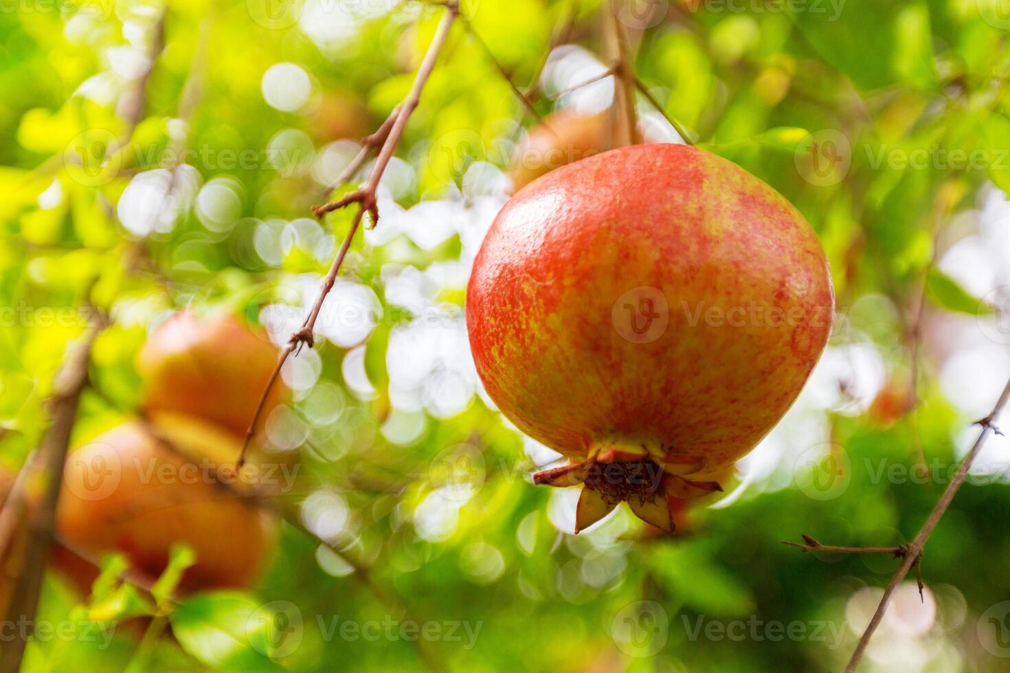 Ripe pomegranate fruit on the tree branch photo