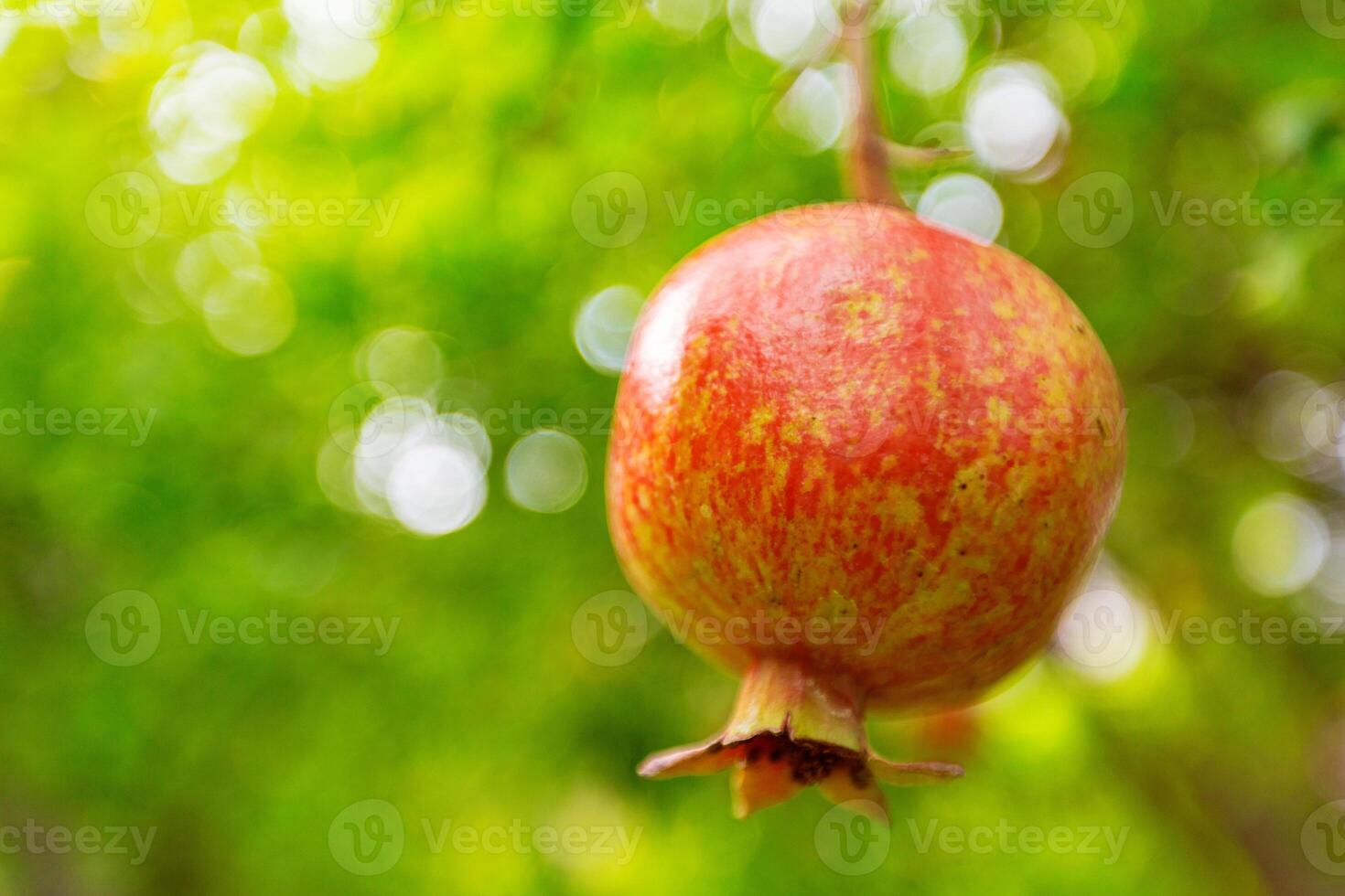 Ripe pomegranate fruit on the tree branch photo