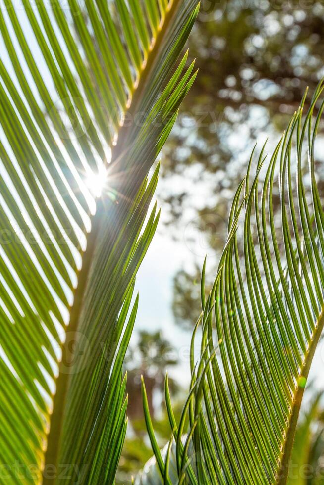 Palm leaf close up photo