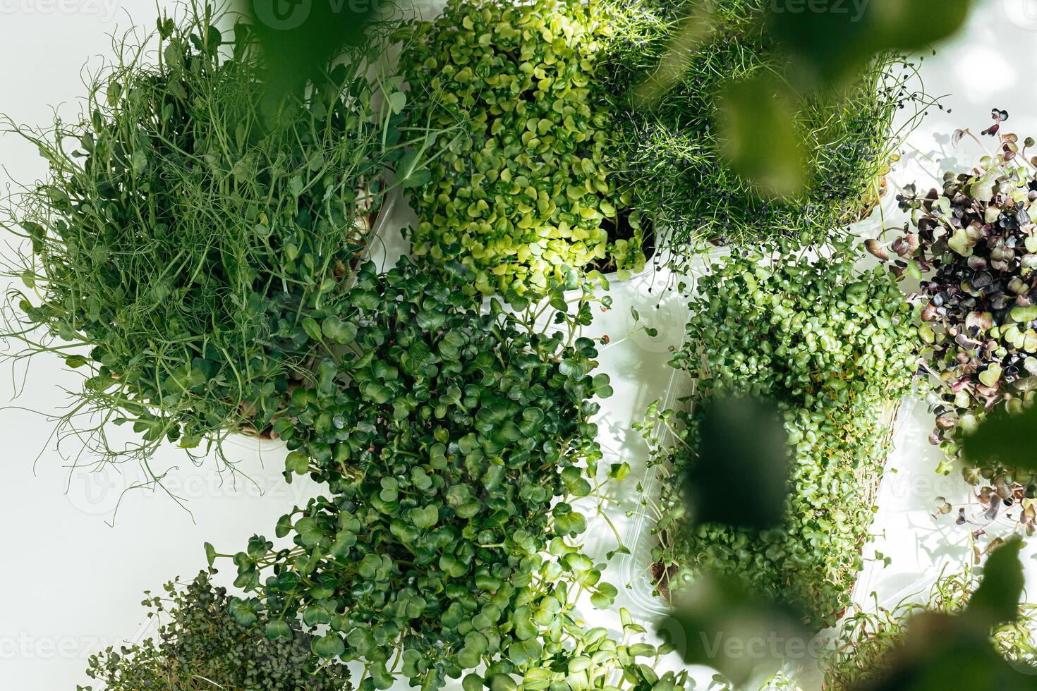 Micro green in tray on table close up photo