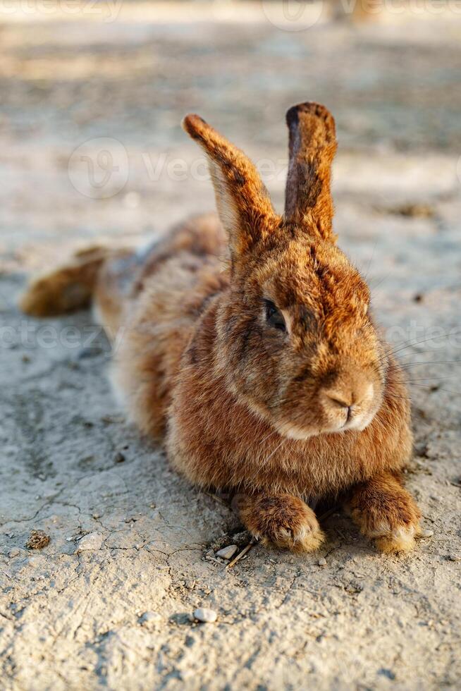 A brown rabbit sitting calmly on a sunny day at a farm photo