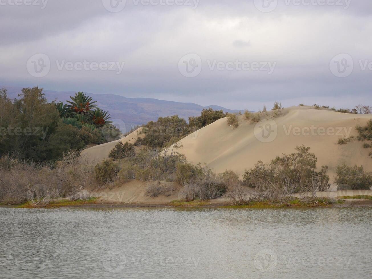 Nature reserve La Charca de Maspalomas. Bird nesting place - oasis in the dune photo