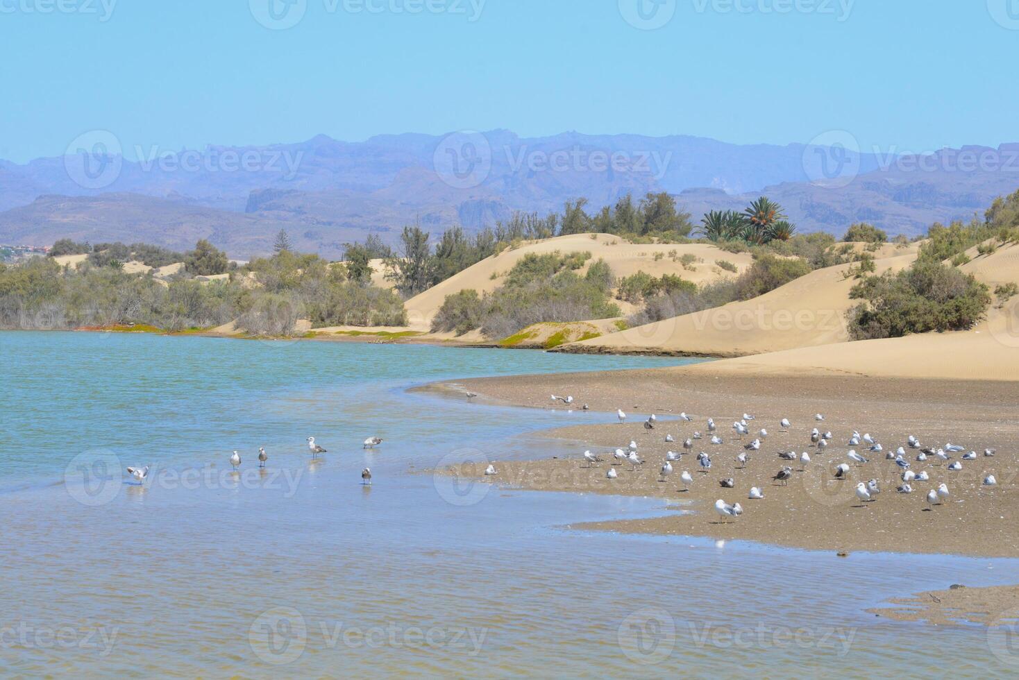 Nature reserve La Charca de Maspalomas. Bird nesting place - oasis in the dune photo