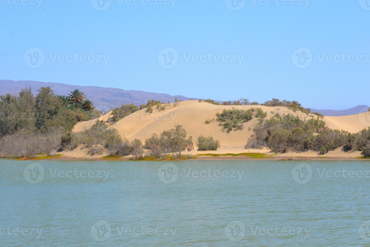 Nature reserve La Charca de Maspalomas. Bird nesting place - oasis in the dune photo