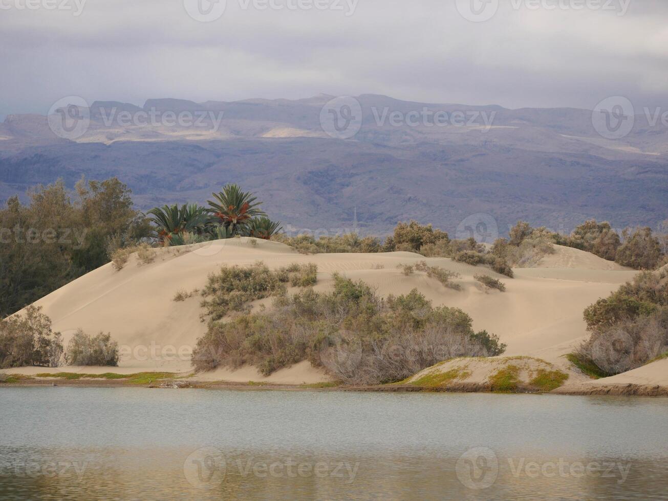 Nature reserve La Charca de Maspalomas. Bird nesting place - oasis in the dune photo