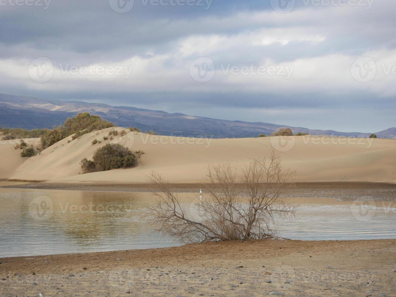 Nature reserve La Charca de Maspalomas. Bird nesting place - oasis in the dune photo