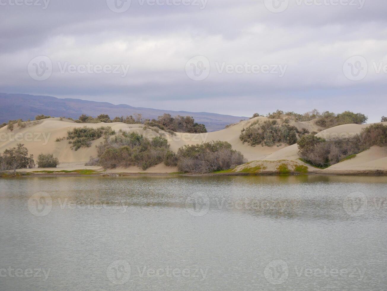 Nature reserve La Charca de Maspalomas. Bird nesting place - oasis in the dune photo