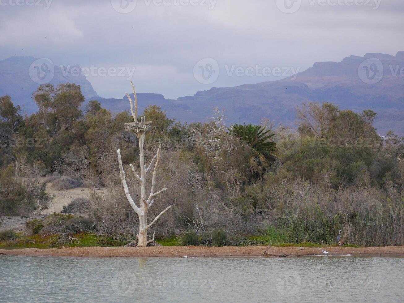 Nature reserve La Charca de Maspalomas. Bird nesting place - oasis in the dune photo