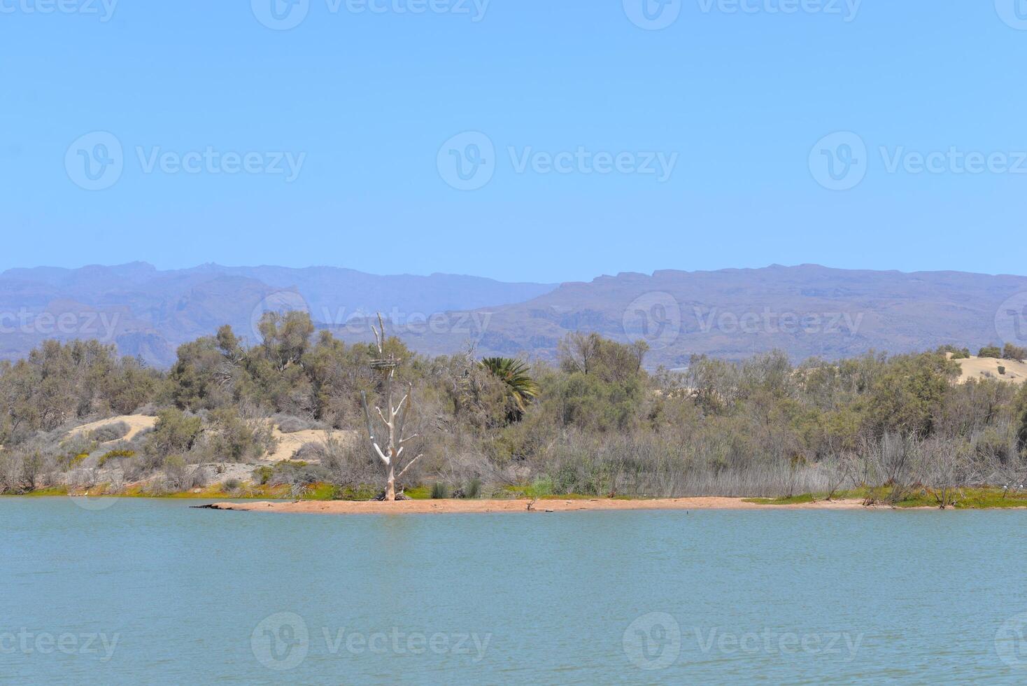 Nature reserve La Charca de Maspalomas. Bird nesting place - oasis in the dune photo